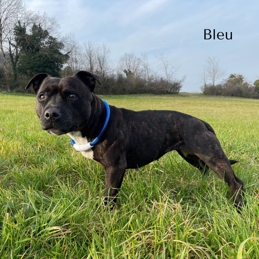 bleu